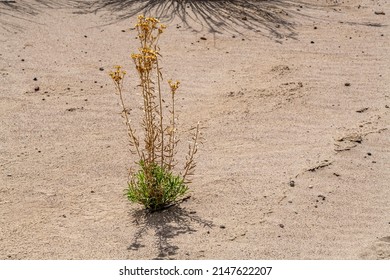 Landscape Of Yellow Desert Flower