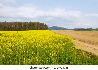 Landscape With Yellow Rapeseed Field. Bright Yellow Rapeseed Oil. Biofuel.