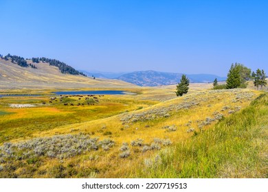 Landscape In The Yellowstone Park Mountains With Bison Herd	