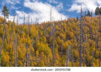 Landscape Of Yosemite National Park In CA, USA In Autumn