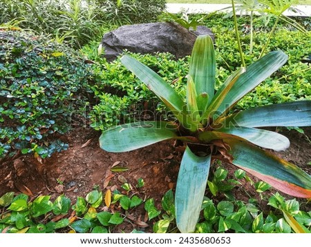 Landscaped patch with small green plants and a plant with long green leaves. 