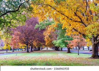 A Landscaped Street Median Area On The OSU Campus Showing Autumn Fall Colors, Corvallis, Oregon