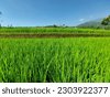 green rice plant