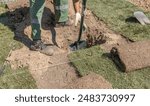 A landscaper digs a hole in the ground with a shovel, preparing for the installation of new sod. The rolls of sod lie nearby, waiting to be laid down.
