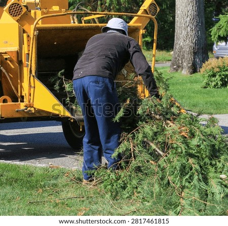 Landscaper pushing tree branches into a wood chipper after removing a tree