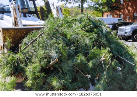 Landscapers clean up in the remove tree branches in the municipal utilities removes extra branches