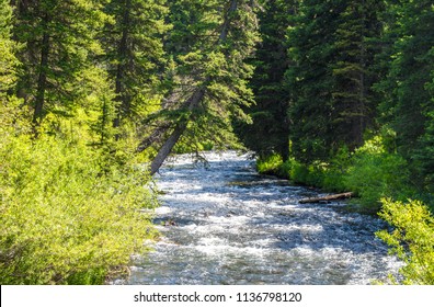 Landscape-rushing Whitewater Creek Amid Lush Green Trees On A Summer Day In Hyalite Canyon Near Bozeman, Montana