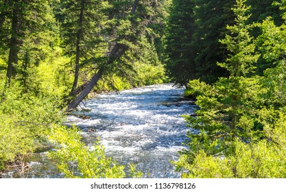 Landscape-rushing Whitewater Creek Amid Lush Green Trees On A Summer Day In Hyalite Canyon Near Bozeman, Montana