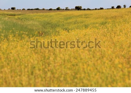 Similar – Image, Stock Photo flower Senses Relaxation