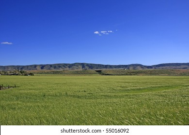 Landscapes In The Antelope Valley California Poppy