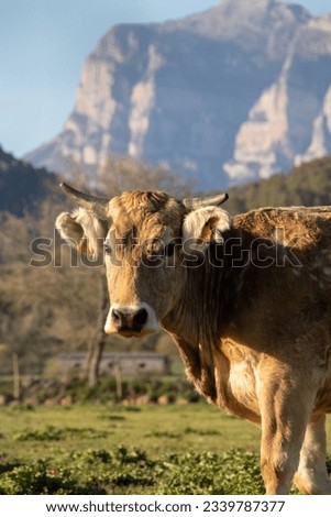 landscapes, cities and animals of the high mountain Aragonese Pyrenees