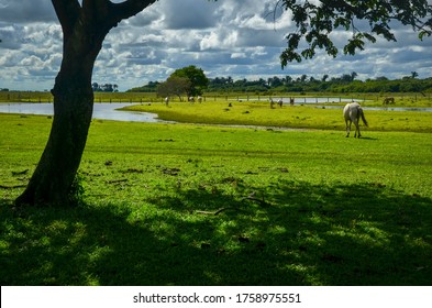landscapes of the Colombian plains, accompanied by horses and cattle.