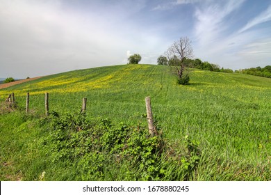 Landscapes with fields of grain