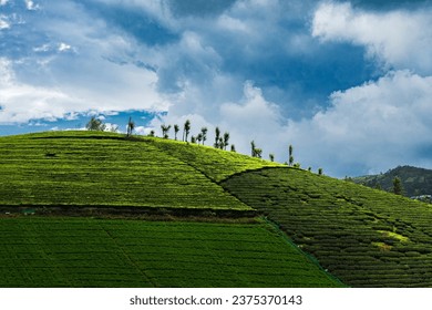 Landscapes and mesmerizing beauty of Nilgiris through this captivating nature photography collection. I shot this picture while driving to avalanche and shot this windows xp ressemblance. 