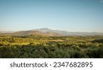 Landscapes of northern Crete. Hilly countryside with olive groves in rays of setting sun. Olive harvest inn rural region of Crete.