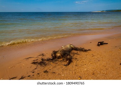 Landscapes Of Tapajós River, Amazon - Brazil