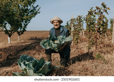 Landscapes of Wisdom Follow an aged Hispanic farmer with a mustache tending to the earth. Holding a cabbage with care, this exploration embodies sustainable agriculture - Powered by Shutterstock