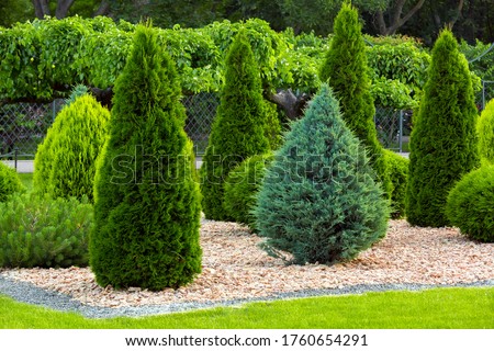 Landscaping of a backyard garden with evergreen conifers and thuja by yellow stone mulch in a summer greenery park with decorative landscape design, nobody.
