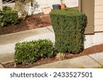 Landscaping bushes in the sunhine