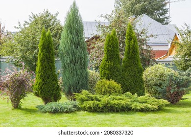 Landscaping conifers. Mix. Trees and shrubs
				
