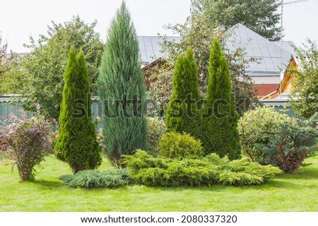 Landscaping conifers. Mix. Trees and shrubs
