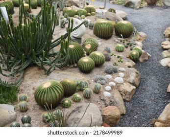 Landscaping. Desert Garden, Backyard In A Lavender Ranch , Includes Cactus, Palmtrees, Dandelion, Stones,. Cactus Garden