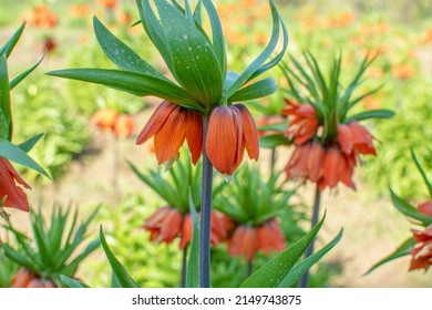Landscaping flower garden. Turkish's mountains in the skirts of the opposite lilies. Inverted lilies. Colorful colored tulip in the jungle.