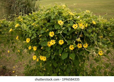 Landscaping and garden design. closeup view of Thunbergia alata, also known as black eyed Susan vine, growing in the park fence. Beautiful green leaves and blooming flowers of yellow petals. 