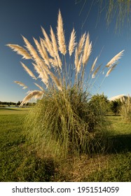 Landscaping And Garden Design. Ornamental Grasses. View Of Cortaderia Selloana, Also Known As Pampas Grass, Green Leaves And Yellow Flowers, Spring Blooming In The Park.