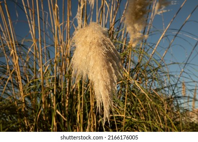 Landscaping And Garden Design. Ornamental Grasses. View Of Cortaderia Selloana, Also Known As Pampas Grass, Green Leaves And Yellow Flowers, Spring Blooming In The Park.