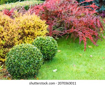 Landscaping of a garden with a green lawn, colorful decorative shrubs and shaped yew and boxwood, Buxus, in autumn. Gardening concept.