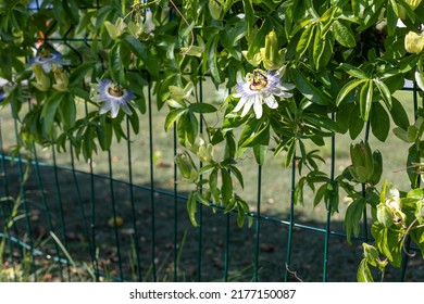 Landscaping, gardening. Flowers of Passiflora (Passiflora caerulea). Beautiful passion fruit flowers or Passiflora (Passiflora) decorates metal fence.