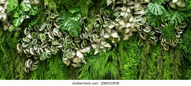 Landscaping indoor, panoramic green plants wall with vertical garden in office or home interior. Natural pattern with grass and leaves background, decor inside modern house. Cozy ecological design.