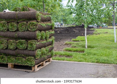 Landscaping, Laying New Sod In Park. Natural Grass Lawn Installation