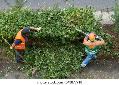 Landscaping Next To The City Sidewalk/workers Trim Hedges

