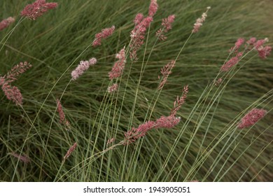 Landscaping And Ornamental Grasses. Closeup View Of Melinis Nerviglumis, Also Called Ruby Grass, Green Foliage And Red, Pink Flowers Spring Blooming In The Garden.