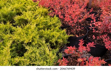 Landscaping With Ornamental Grasses And Shrubbery. Different Decorative Plants On Backyard