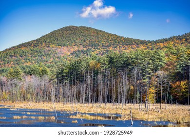 Swampy Hd Stock Images Shutterstock