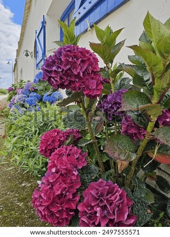 Landscaping using Hydrangea macrophylla bushes. Flowering bush of blue and red purple colored hydrangea close-up. The concept of landscaping. Flowering bush of blue and pink red colored hydrangea clos