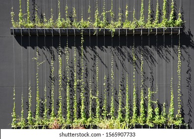 Landscaping With Vertical Garden In Buildings Of The City Of São Paulo