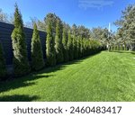 Landscaping in the yard lawn grass and green spaces. A hedge of green thuja on a sunny day. Landscaped yard among pine trees.