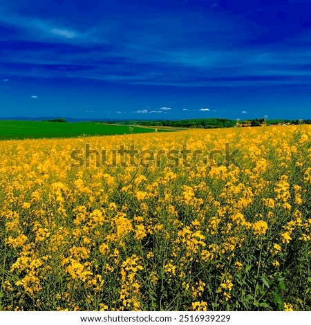 Similar – Image, Stock Photo Sunflower field IV Clouds