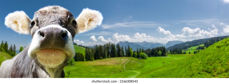 Landschaft mit Kuh im Bregenzer Wald in Vorarlberg, Österreich - Shutterstock ID 2166308543