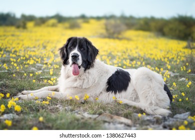 Landseer Dog Pure Breed