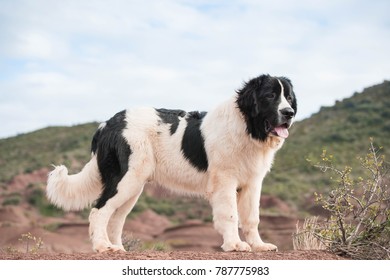 Landseer Dog Pure Breed