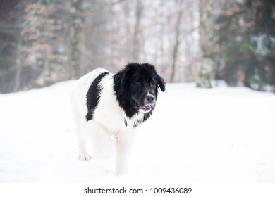 landseer dog pure breed in snow winter playing sport one - Shutterstock ID 1009436089