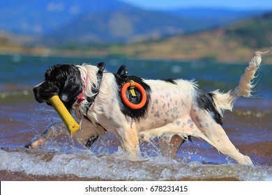 Landseer Rescue Dog