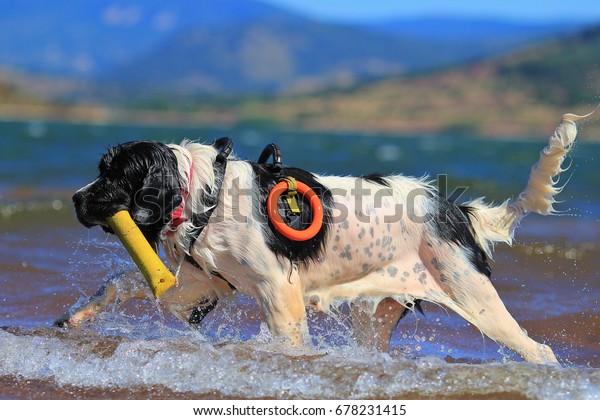 Landseer Rescue Dog Stock Photo (Edit 
