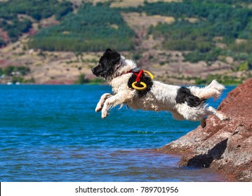 Landseer Water Work Rescue Dog