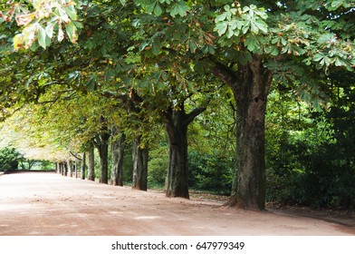 Lane of trees